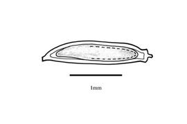   Embryo:   Ageratina adenophora ; Illustration by K. Parker, Kirkbride et al. (2006)
